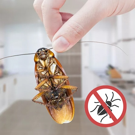 Уничтожение тараканов от профессионалов